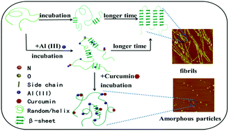 Graphical abstract: Effect of Al(iii) and curcumin on silk fibroin conformation and aggregation morphology