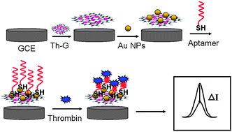 Graphical abstract: Aptamer-linked biosensor for thrombin based on AuNPs/thionine–graphene nanocomposite