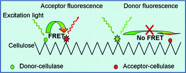 Graphical abstract: Determination of cellulase colocalization on cellulose fiber with quantitative FRET measured by acceptor photobleaching and spectrally unmixing fluorescence microscopy