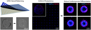 Graphical abstract: Robust pluripotent stem cell expansion and cardiomyocyte differentiation via geometric patterning