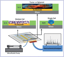 Graphical abstract: Chip based single cell analysis for nanotoxicity assessment