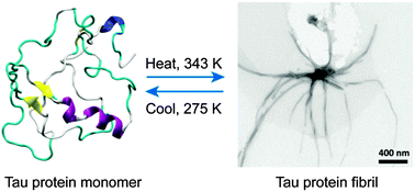 Graphical abstract: Molecular insights into the reversible formation of tau protein fibrils
