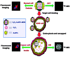 Graphical abstract: pH-Triggered Au-fluorescent mesoporous silica nanoparticles for 19F MR/fluorescent multimodal cancer cellular imaging
