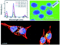 Graphical abstract: Stokes emission in GdF3:Nd3+ nanoparticles for bioimaging probes