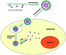 Graphical abstract: Dextran-based redox-responsive doxorubicin prodrug micelles for overcoming multidrug resistance
