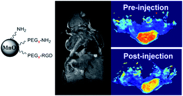 Graphical abstract: RGD-targeted MnO nanoparticles as T1 contrast agents for cancer imaging – the effect of PEG length in vivo