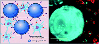 Graphical abstract: Combinatorial delivery of immunosuppressive factors to dendritic cells using dual-sized microspheres