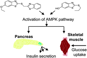 Graphical abstract: Benzothiazole derivatives augment glucose uptake in skeletal muscle cells and stimulate insulin secretion from pancreatic β-cells via AMPK activation