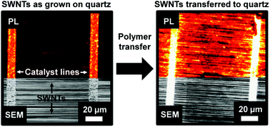 Graphical abstract: Photoluminescence enhancement of aligned arrays of single-walled carbon nanotubes by polymer transfer