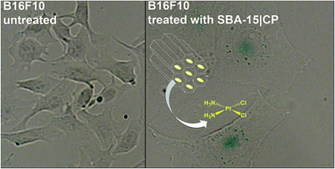 Graphical abstract: SBA-15 mesoporous silica particles loaded with cisplatin induce senescence in B16F10 cells