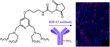 Graphical abstract: Synthesis of an activated phosphonated bifunctional chelate with potential for PET imaging and radiotherapy
