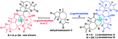 Graphical abstract: Biomimetic syntheses and structural elucidation of the apoptosis-inducing sesquiterpenoid trimers: (−)-ainsliatrimers A and B