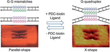 Graphical abstract: G-quadruplex-binding ligand-induced DNA synapsis inside a DNA origami frame