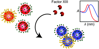 Graphical abstract: Controlled assembly of peptide-functionalized gold nanoparticles for label-free detection of blood coagulation Factor XIII activity