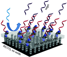 Graphical abstract: A robust DNA interface on a silicon electrode