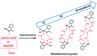 Graphical abstract: Metallamacrocycle formation through dimerization of metal bioconjugates derived from amino acids and peptides