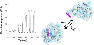 Graphical abstract: Quantitative detection of conformational transitions in a calcium sensor protein by surface plasmon resonance