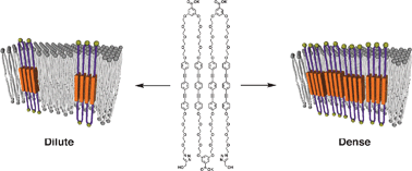 Graphical abstract: Mimicking multipass transmembrane proteins: synthesis, assembly and folding of alternating amphiphilic multiblock molecules in liposomal membranes