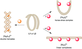 Tetratopic Pyrimidinehydrazone Ligands Modified With Terminal