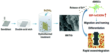 The Effects Of Sr Incorporated Micro Nano Rough Titanium Surface On