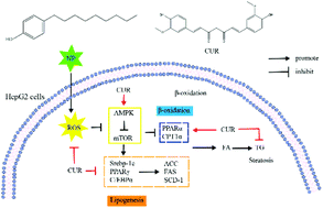 Steatosis Induced By Nonylphenol In HepG2 Cells And The Intervention