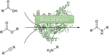 Biocatalytic Amide Bond Formation Green Chemistry RSC Publishing