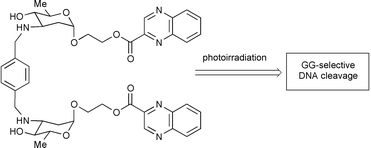 Graphical abstract: Molecular design and evaluation of quinoxaline-carbohydrate hybrids as novel and efficient photo-induced GG-selective DNA cleaving agents