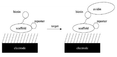 Graphical abstract: A reagentless electrochemical biosensor based on a protein scaffold