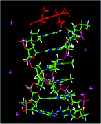 Graphical abstract: Mode of binding of camptothecins to double helix oligonucleotides