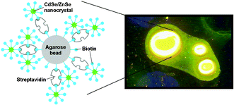 Graphical abstract: Biotinylated CdSe/ZnSe nanocrystals for specific fluorescent labeling