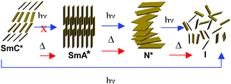 Graphical abstract: Photoactive dimesogen having different pathways of light driven phase transitions at different temperatures