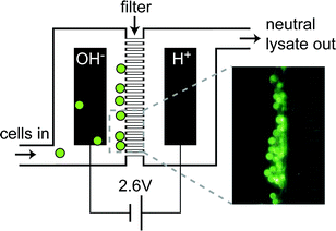 Graphical abstract: On-chip cell lysis by local hydroxide generation