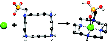 Graphical abstract: Cyclam (1,4,8,11-tetraazacyclotetradecane) with one methylphosphonate pendant arm: a new ligand for selective copper(ii) binding