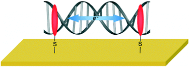 Graphical abstract: An intercalator film as a DNA–electrode interface