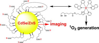 Graphical abstract: Iridium-complex modified CdSe/ZnS quantum dots; a conceptual design for bifunctionality toward imaging and photosensitization