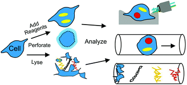 Graphical abstract: Analysis of single mammalian cells on-chip