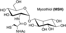 Graphical abstract: Mycothiol: synthesis, biosynthesis and biological functions of the major low molecular weight thiol in actinomycetes