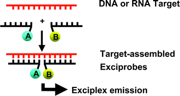 Graphical abstract: Detection of nucleic acids in situ: novel oligonucleotide analogues for target-assembled DNA-mounted exciplexes
