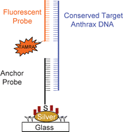 Graphical abstract: Microwave-accelerated metal-enhanced fluorescence: application to detection of genomic and exosporium anthrax DNA in <30 seconds