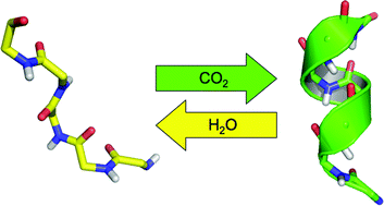 Graphical abstract: Folding-induced CO2-soluble peptides