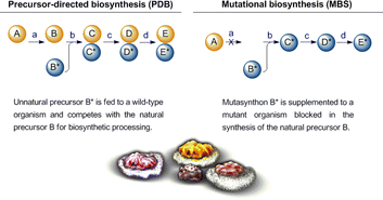 Graphical abstract: Total synthesis approaches to natural product derivatives based on the combination of chemical synthesis and metabolic engineering