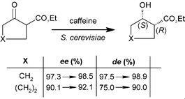 Graphical abstract: Effects of caffeine on stereoselectivities of high cell density biotransformations of cyclic β-keto esters with Saccharomyces cerevisiae