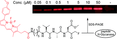 Graphical abstract: Bodipy-VAD-Fmk, a useful tool to study yeast peptide N-glycanase activity