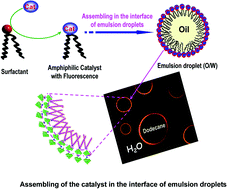 Graphical abstract: A direct imaging of amphiphilic catalysts assembled at the interface of emulsion droplets using fluorescence microscopy