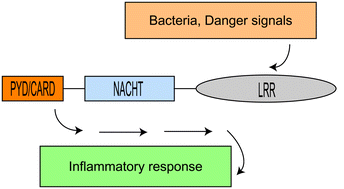 Graphical abstract: Signal transduction pathways used by NLR-type innate immune receptors