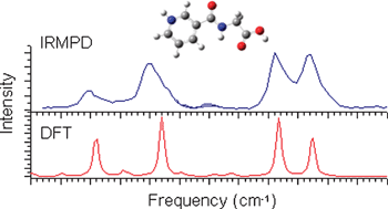 Graphical abstract: Spectroscopic investigation of H atom transfer in a gas-phase dissociation reaction: McLafferty rearrangement of model gas-phase peptide ions