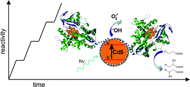 Graphical abstract: Investigation of cytochrome P450-modified cadmium sulfide quantum dots as photocatalysts