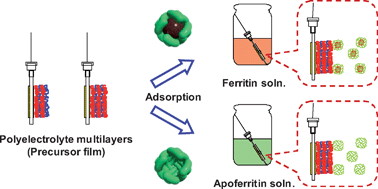 Graphical abstract: Electrostatic adsorption of ferritin, proteins and nanoparticle conjugate onto the surface of polyelectrolyte multilayers