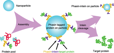 Graphical abstract: A novel self-cleaving phasin tag for purification of recombinant proteins based on hydrophobic polyhydroxyalkanoate nanoparticles