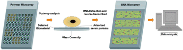 Graphical abstract: A cooperative polymer-DNA microarray approach to biomaterial investigation